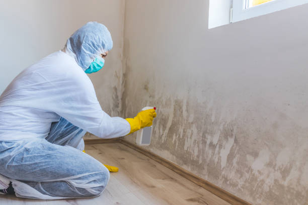 Licensed Mold Removal service in Murfreesboro, NC - WQB Mold Removal