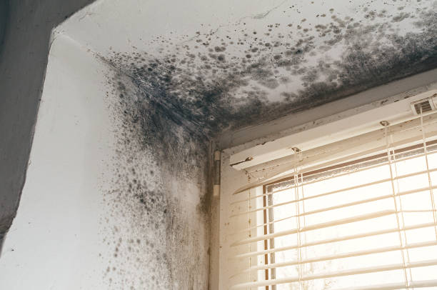 Affordable Mold Removal solutions in Murfreesboro, NC